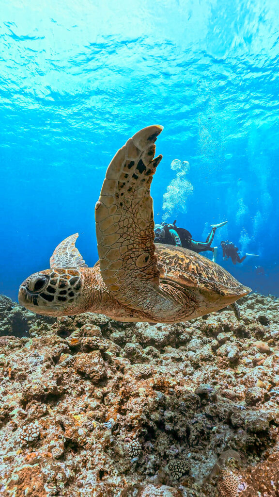 沖縄　ダイビングライセンス