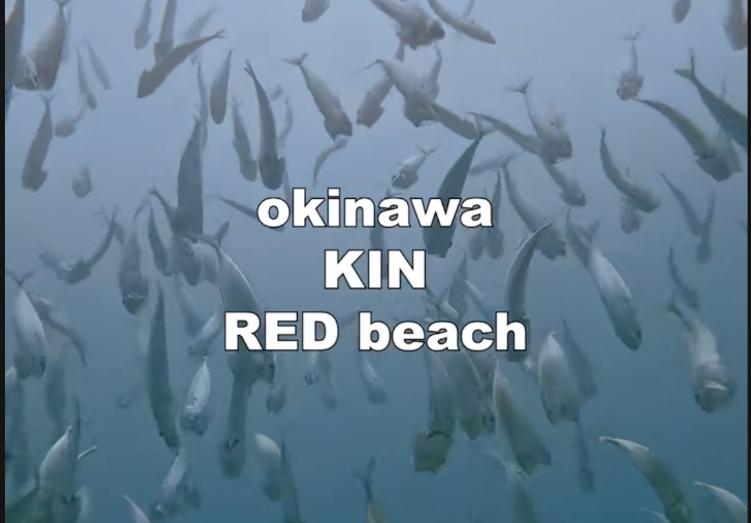 2026年のダイビングはレッドビーチから