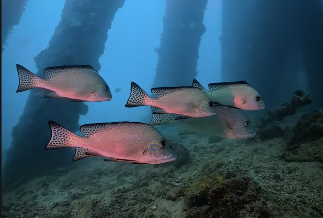 レッドビーチダイビングが続きます