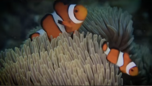 沖縄 ダイビングライセンス