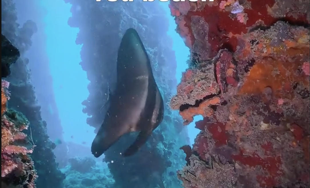 続くレッドビーチダイビング