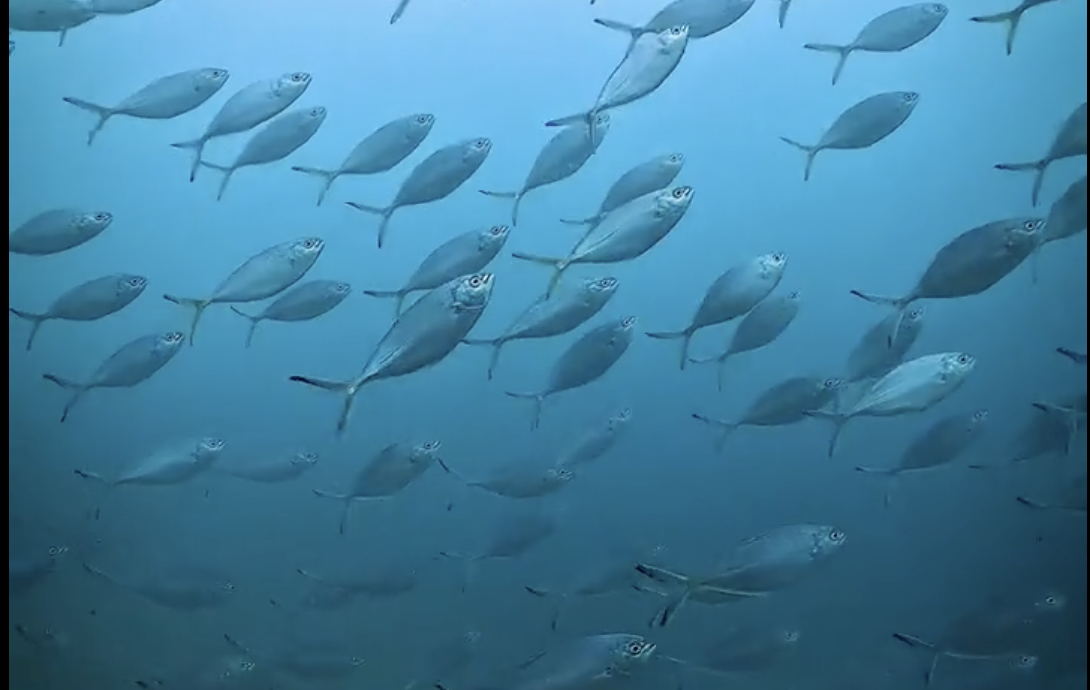 レッドビーチダイビングでマブタシマアジ