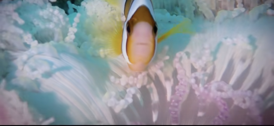 レッドビーチでよくいる魚たち