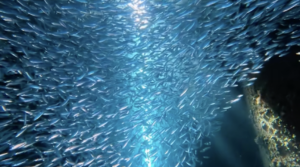 沖縄 ダイビングライセンス