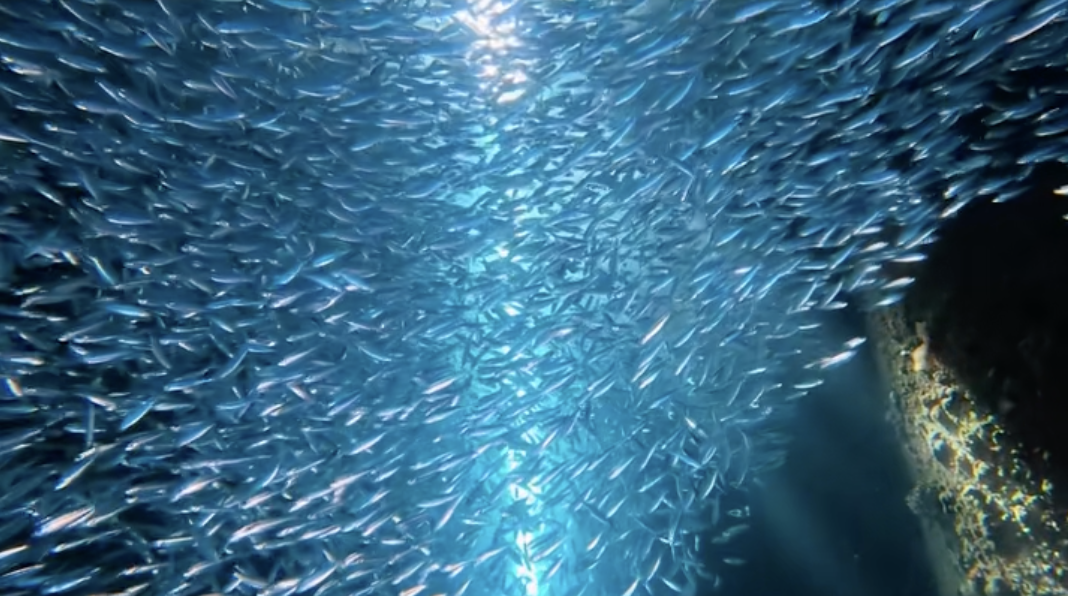 ゴリラチョップのミジュンの光