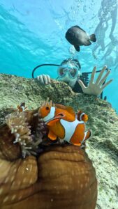 青の洞窟　ダイビング