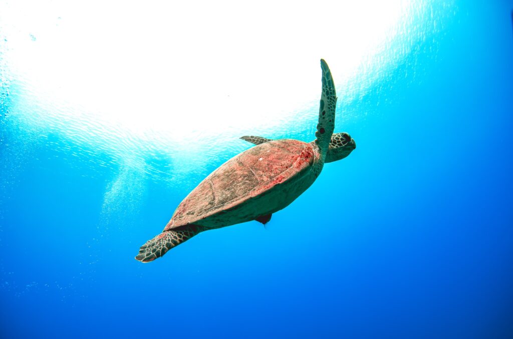 青の洞窟　ダイビング