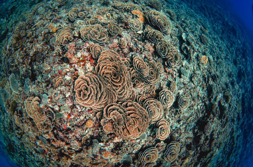 リュウキュウキッカサンゴ