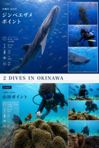 沖縄ジンベエザメ　ダイビング