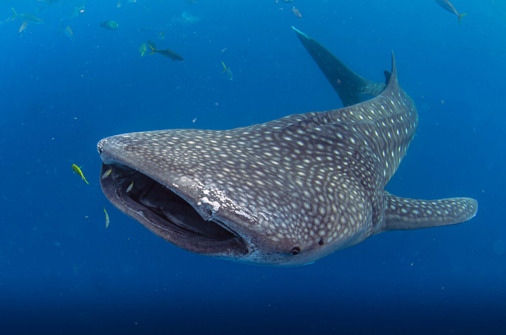 沖縄　ジンベエザメ