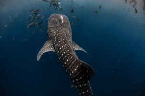 沖縄 ジンベエザメ ダイビング