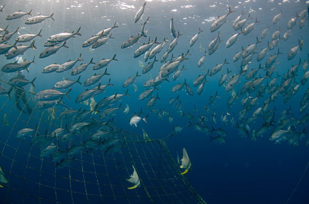 沖縄 ダイビングライセンス