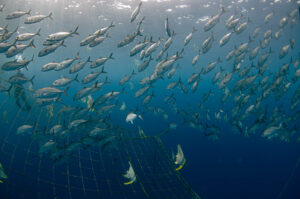 沖縄 ダイビングライセンス