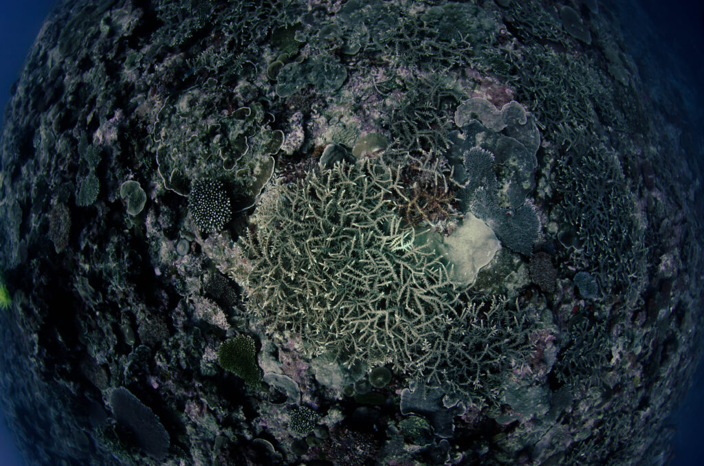 沖縄 ダイビングライセンス