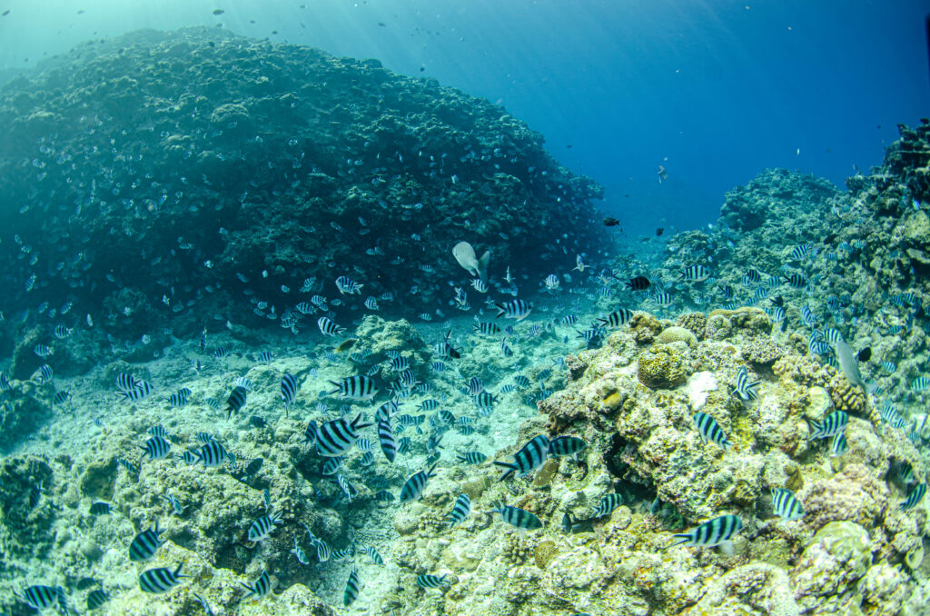 沖縄 ダイビングライセンス