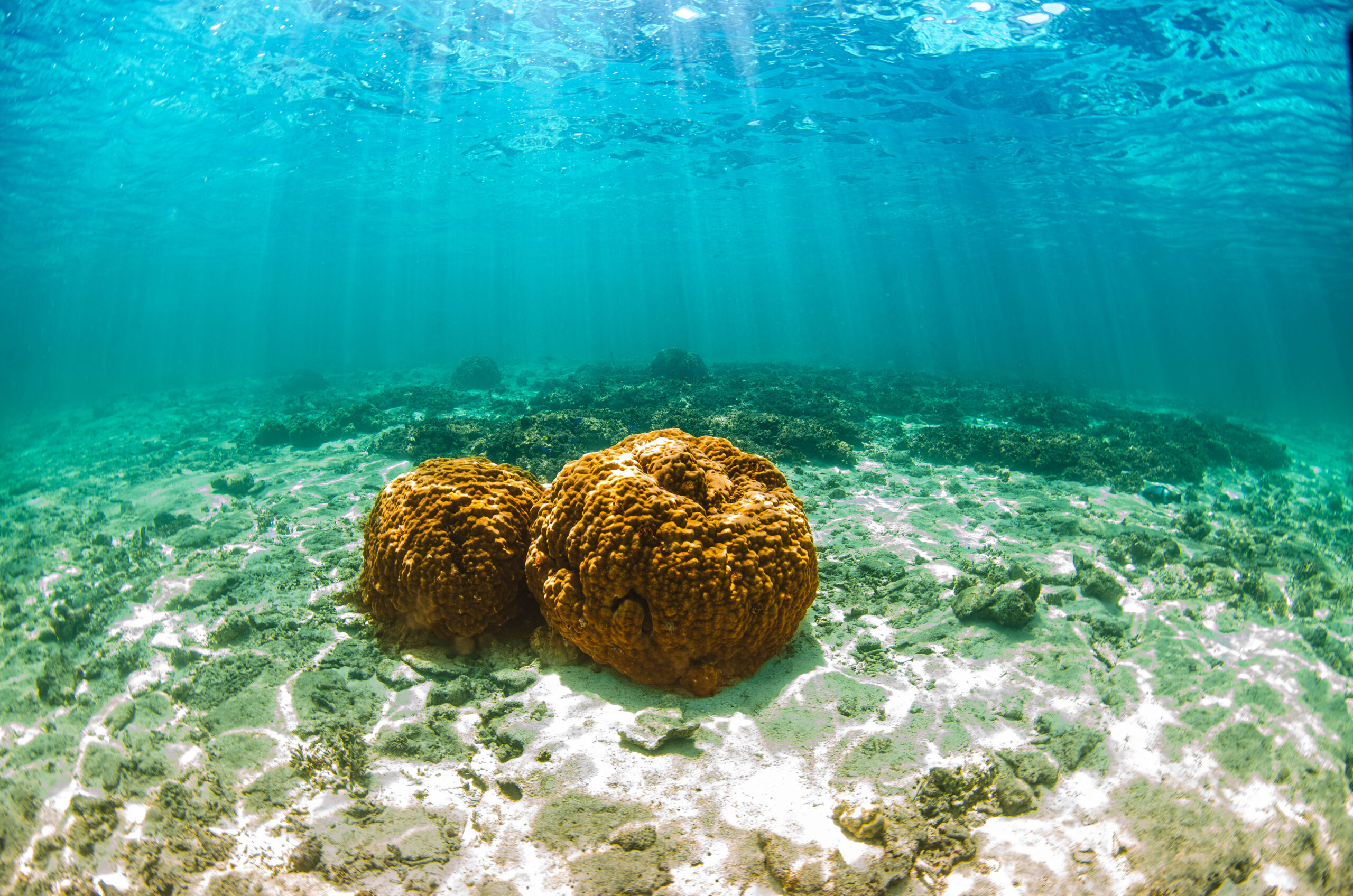 沖縄 ダイビングライセンス