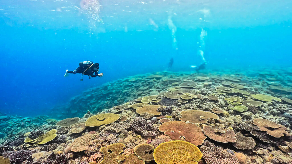 瀬底島　ファンダイビング イソバナ