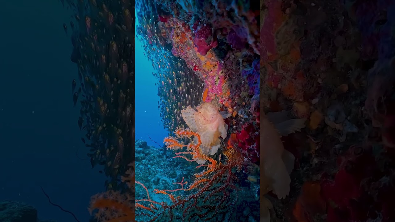捕食を狙うハダカハオコゼ