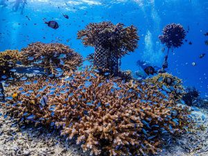 恩納村 ダイビングライセンス