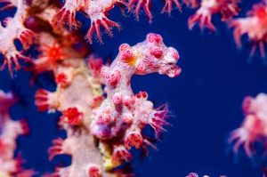 万座 ダイビング