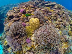 沖縄のダイビングでサンゴの綺麗なダイビングスポット!