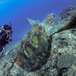 恩納村でアドバンスライセンス講習！PPB