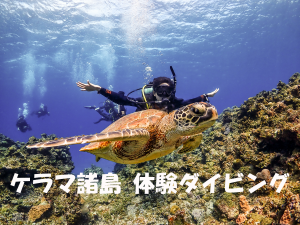 ケラマブルー　ケラマ諸島体験ダイビング！