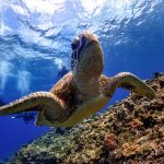 ダイビングのお悩み 耳抜きのコツ できない場合は?