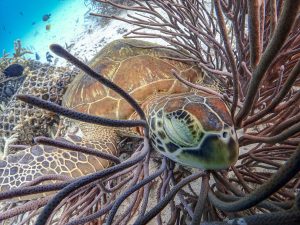 青の洞窟でダイビングライセンス講習 ダイビング女子誕生！