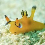 ウデフリツノザヤウミウシ