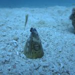 ミナミホタテウミヘビ