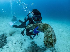 恩納村 ダイビングライセンス