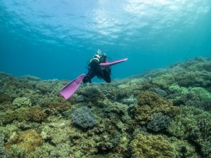 恩納村 ダイビングライセンス