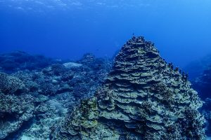 恩納村 ダイビングライセンス