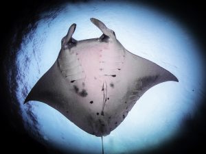 恩納村 ダイビングライセンス