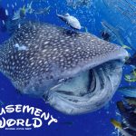 沖縄でジンベエ泳げる、恩納村発ジンベエザメ体験ダイビング