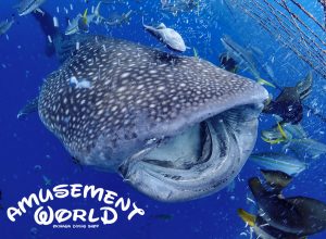 沖縄でジンベエ泳げる、恩納村発ジンベエザメ体験ダイビング