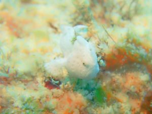 沖縄 ダイビング