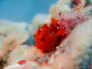 ゴリラチョップ ダイビング