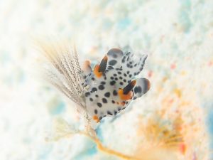 レッドビーチ ダイビング