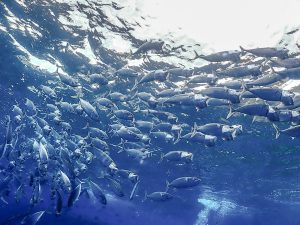 恩納村 ダイビング