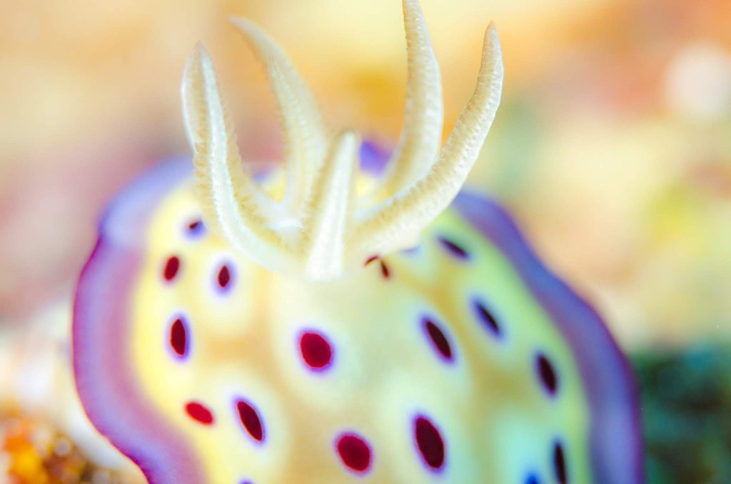 砂辺カルフォルニア