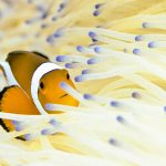 カクレクマノミ