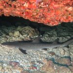 ネムリブカ(ホワイトチップシャーク)