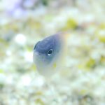 レモンスズメダイ