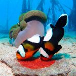 トウアカクマノミ