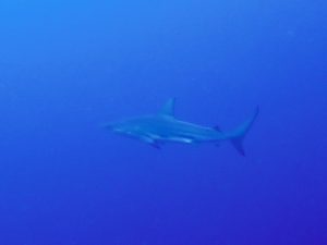 万座 ダイビング