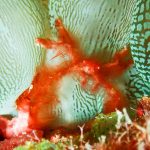 ミナミクモガニ（オランウータンクラブ）