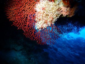 伊平屋 ダイビングポイント