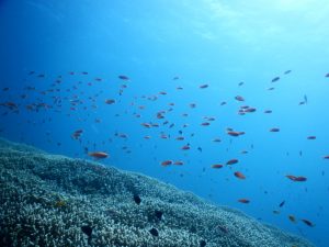 石垣 ダイビングポイント